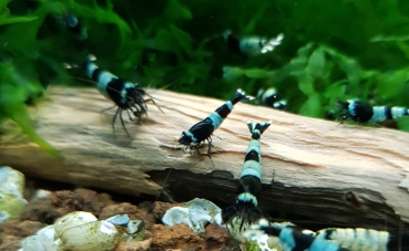 Preview: Taiwan Panda Blue